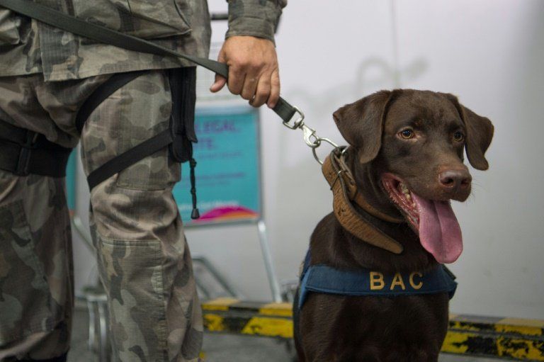 JJOO de Rio: perros policiales entrenados para oler amenazas terroristas