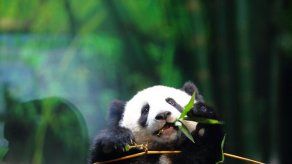Unos cachorros de panda chinos pronosticarán los resultados del Mundial