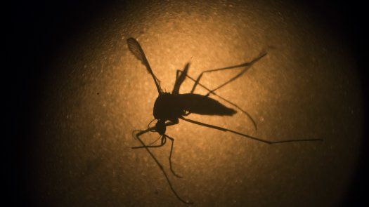 Nadadores de EEUU no entrenarán en Puerto Rico por el zika