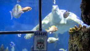 Esta la tortuga Yellow que predijo que Liverpool ganará la final de la Champions ante el Real Madrid en Paris.&nbsp;