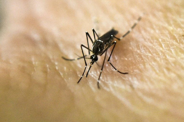Expertos recomiendan la suspensión de los Juegos en Rio por zika