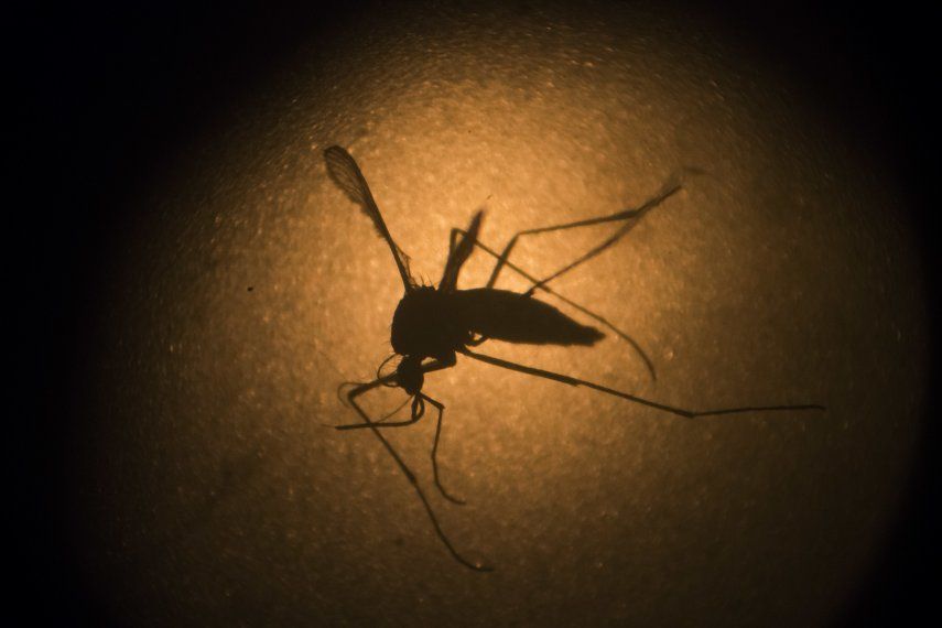 Nadadores de EEUU no entrenarán en Puerto Rico por el zika