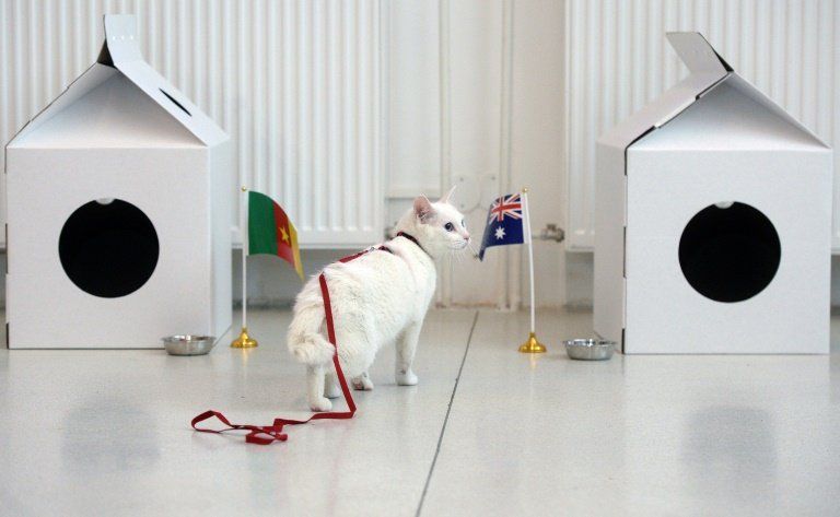 Aquiles, un gato blanco y sordo, será el pronosticador oficial del Mundial 2018